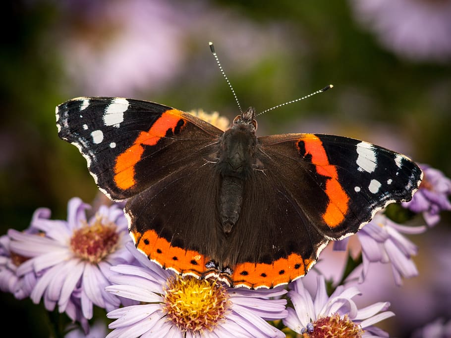 Butterfly, Insect, Nature, Macro, flowers, butterfly - Insect HD wallpaper