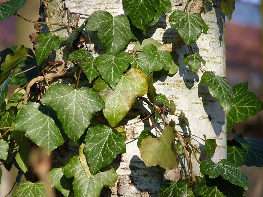 ivy, birch, tree, green, log, ranke, plant, bark, leaf, plant part HD wallpaper