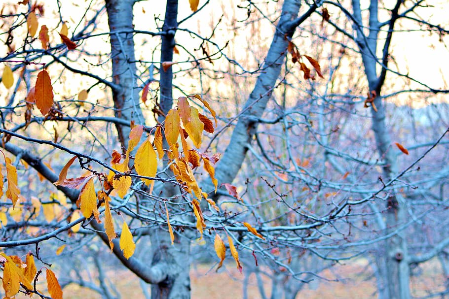 tree, leaf, yellow, nature, forest, season, color, natural HD wallpaper