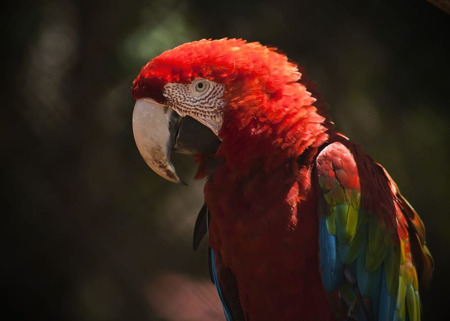 Macaw, Ave, Bird, Animals, red, tropical bird, eye of macaw HD wallpaper