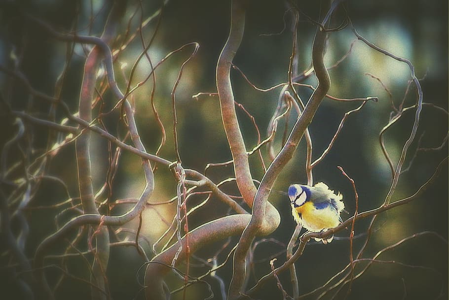 tit, bird, blue tit, garden, foraging, songbird, plumage, branches, HD wallpaper