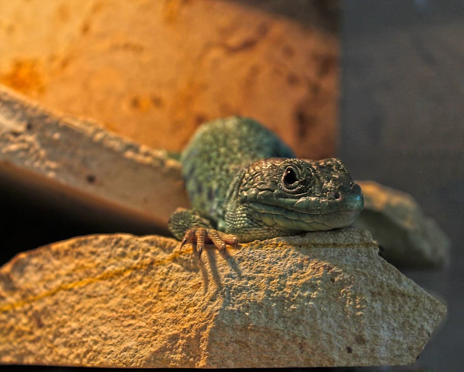 lizard, reptile, zoo, stone, deep, animal themes, animal wildlife HD wallpaper