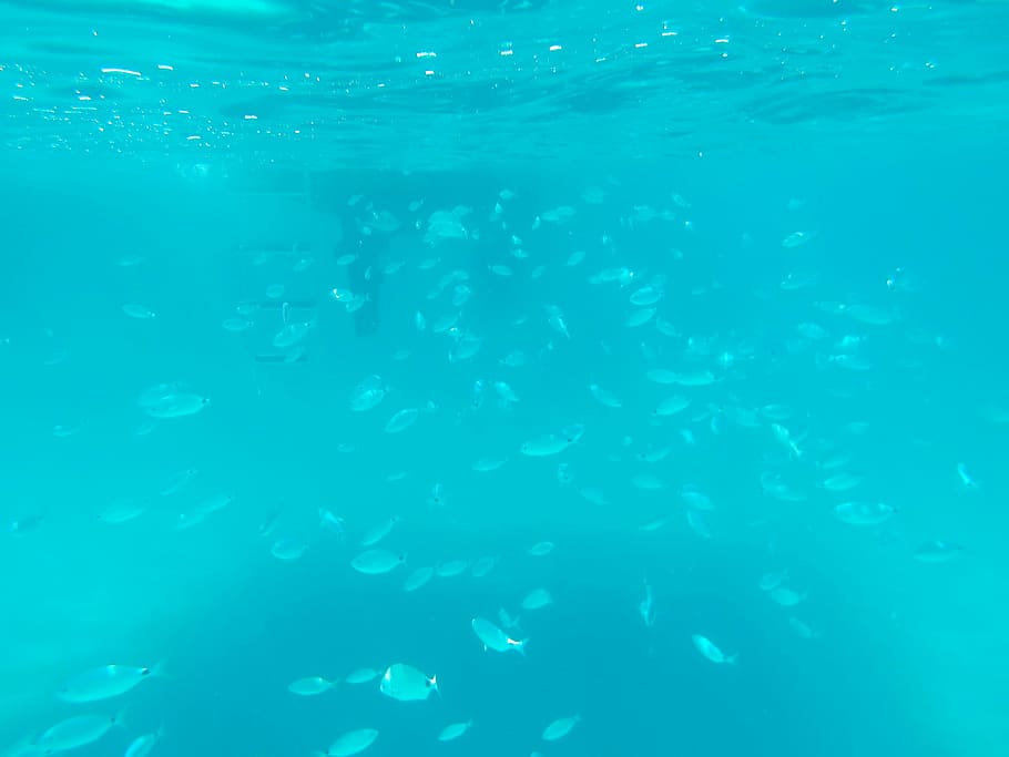 underwater, fish, fish swarm, sea, blue, nature, swimming, undersea, HD wallpaper