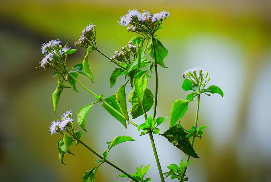 flora, leaf, nature, flower, growth, plant, flowering plant HD wallpaper