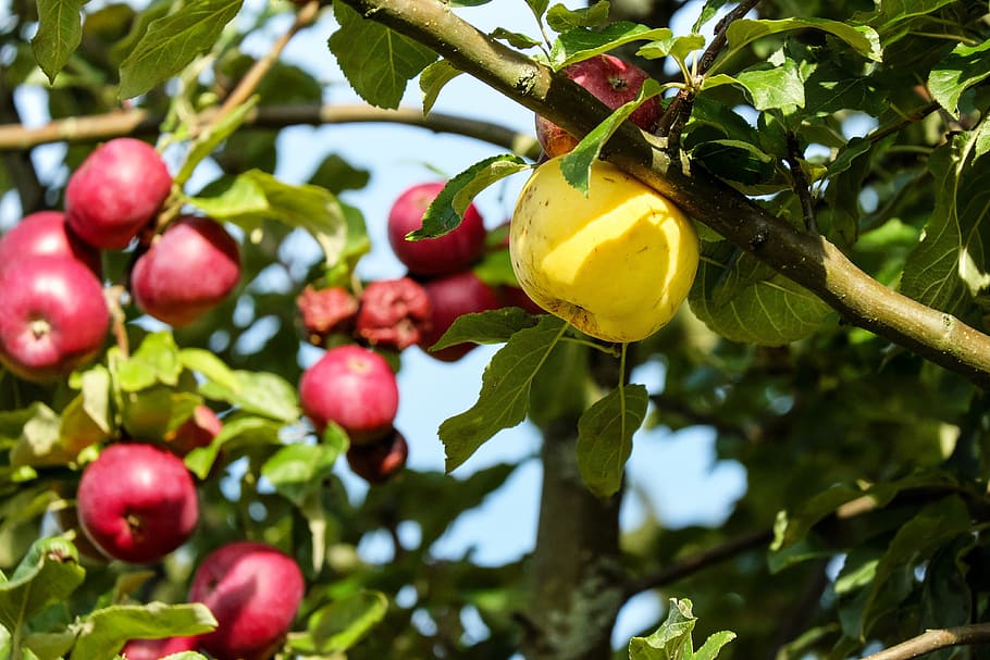 tilt shift photography of yellow fruit, apple, red, healthy HD wallpaper