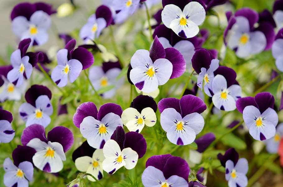 flower, spring, nature, blossom, plant, floral, summer, green HD wallpaper