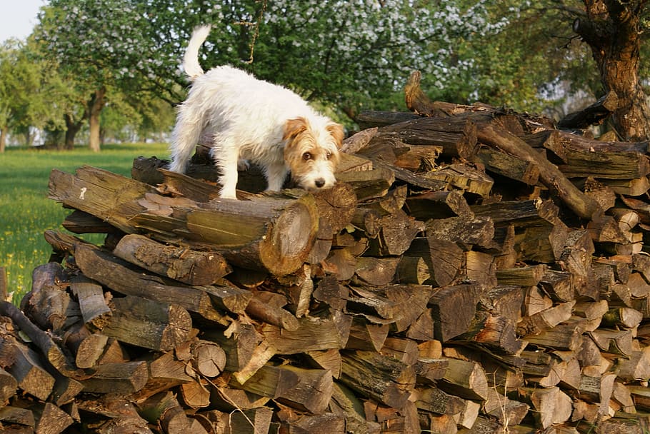 Dog, Search, Pet, Fun, Attention, Play, parson russell terrier HD wallpaper