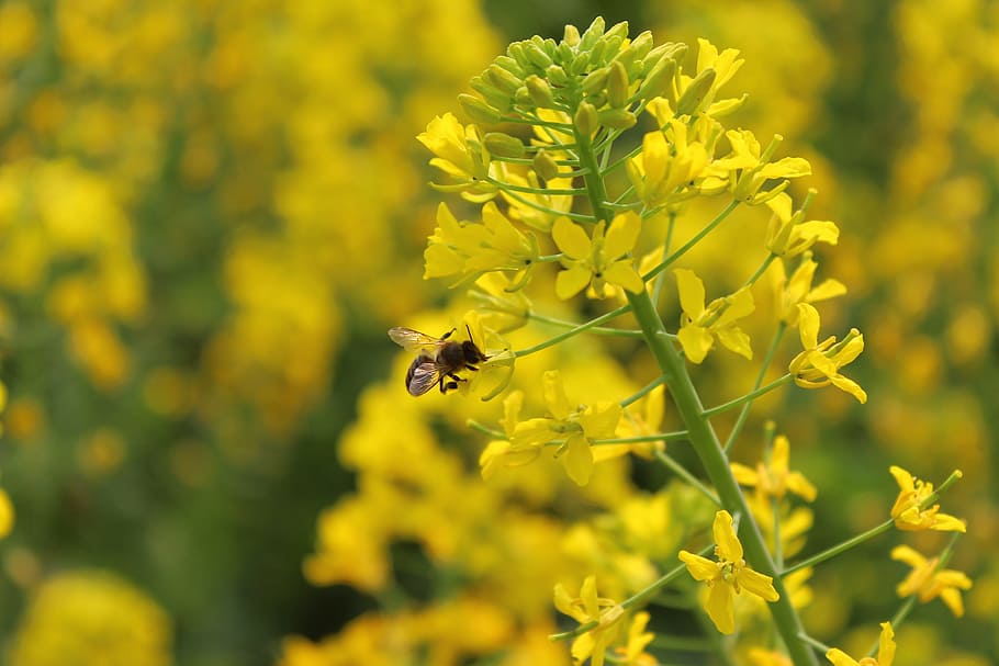 spring, plant, rape, bee, flowering plant, animals in the wild HD wallpaper