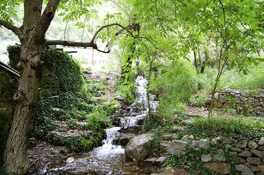 nature, green, spring, plant, tree, forest, water, growth, beauty in nature HD wallpaper