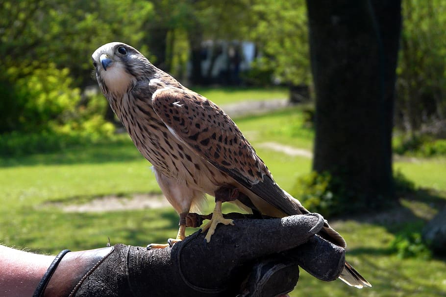 falcon, bird, animal, vertebrate, animal themes, animal wildlife HD wallpaper