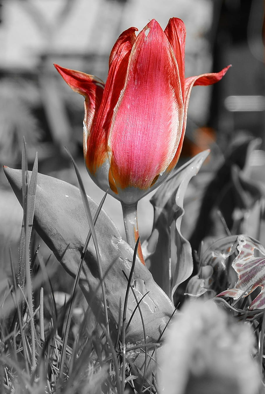spring, tulip, red, flower, blossom, bloom, nature, macro, spring flower HD wallpaper