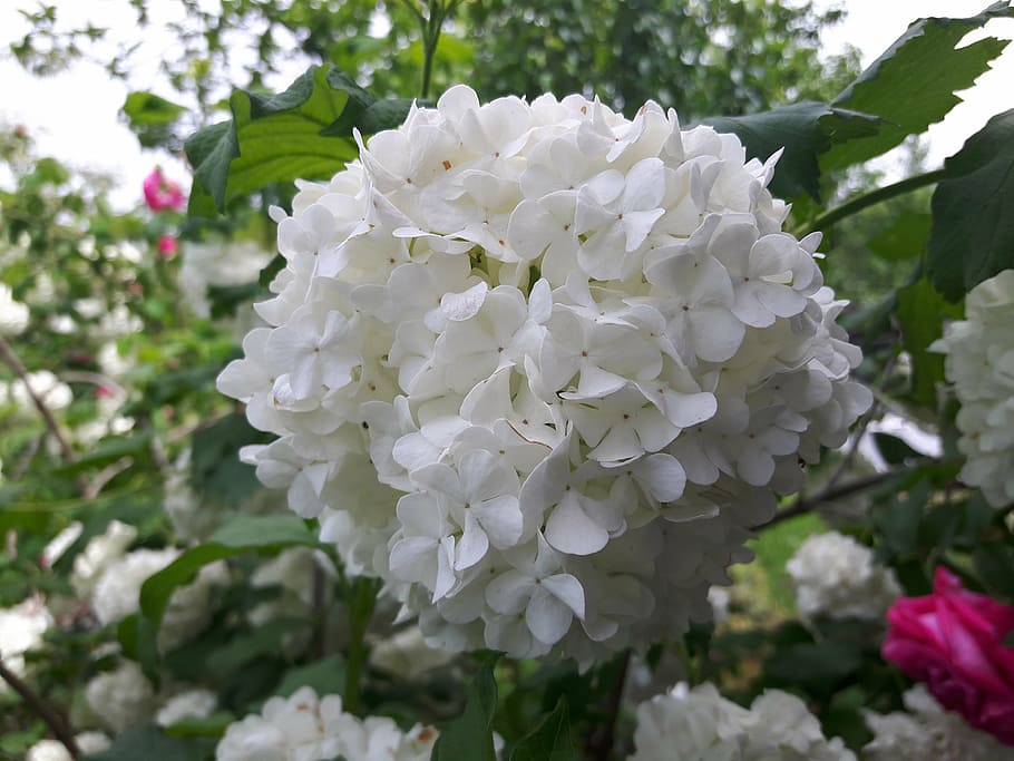 snowball, white, flower, flowering plant, beauty in nature HD wallpaper