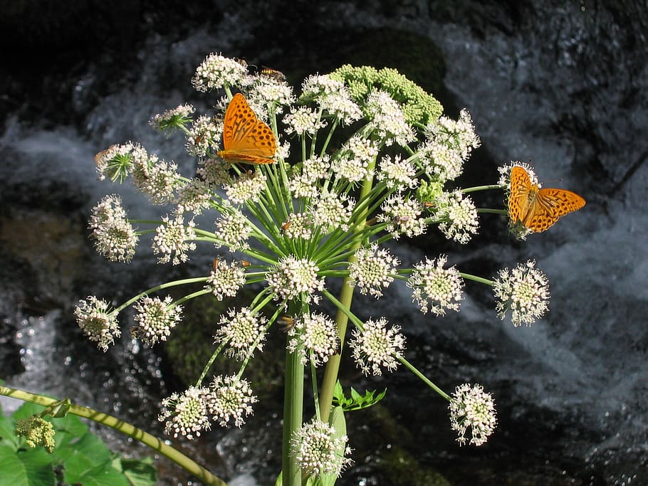 flower, butterfly, macro, plant, flowering plant, beauty in nature HD wallpaper