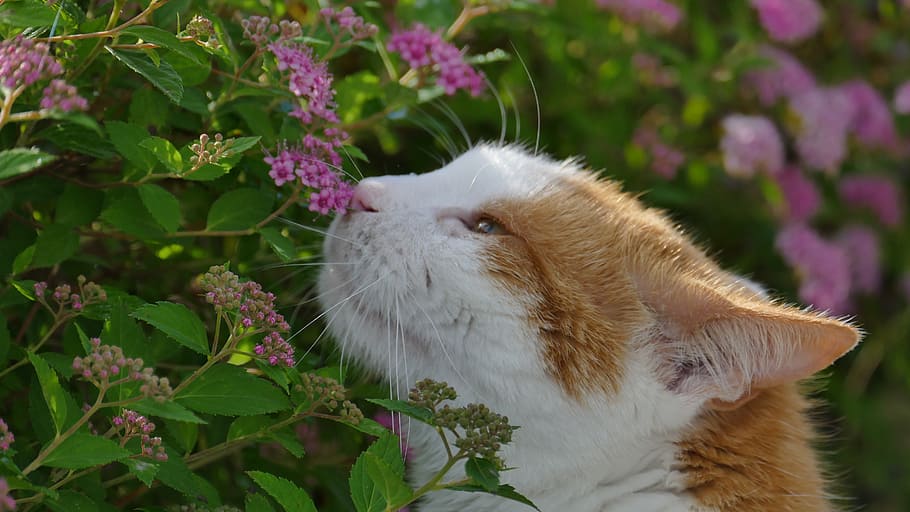 Cat, Blossom, Bloom, Bush, Nature, red cat, wildlife photography HD wallpaper