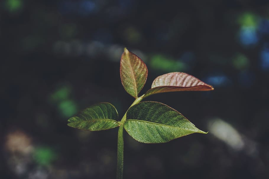Hope, selective focus photography of green leaf sprout, nature HD wallpaper