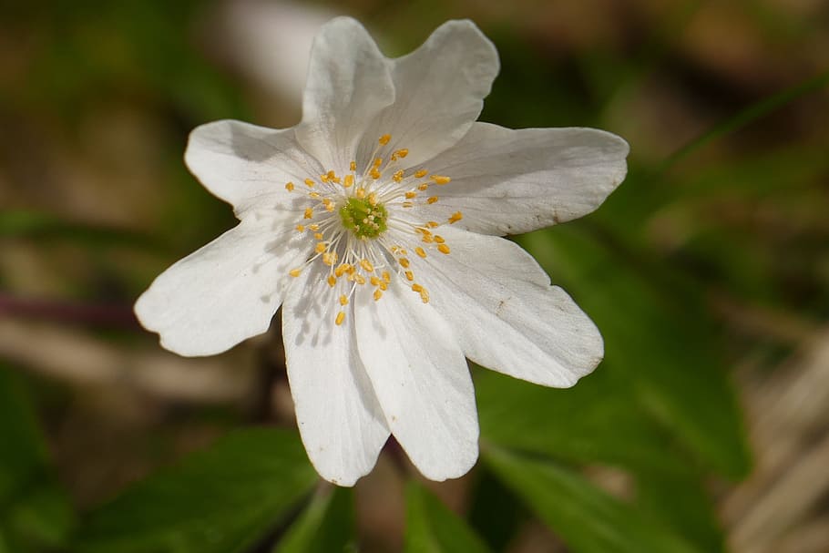 Wood Anemone, Blossom, Bloom, Nature, plant, flower, white color, HD wallpaper