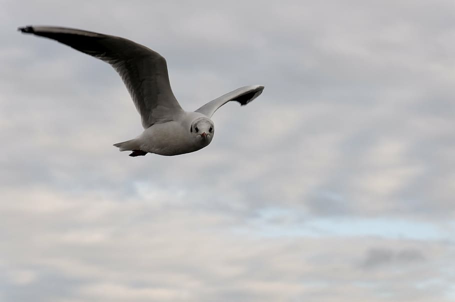 seagull, bird, flight, clouds, animal, water bird, animal themes HD wallpaper