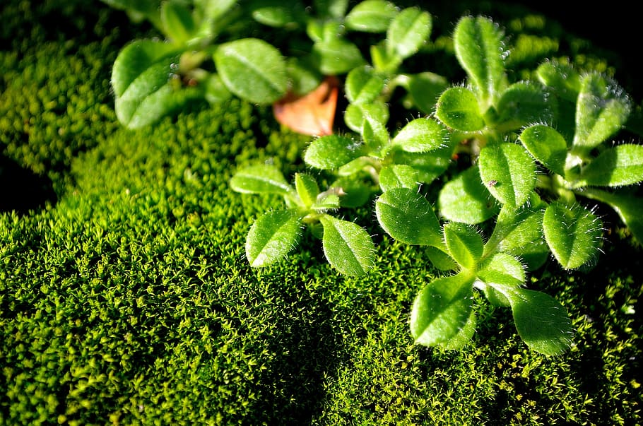 green, moss, macro, nature, background, plant, green color HD wallpaper