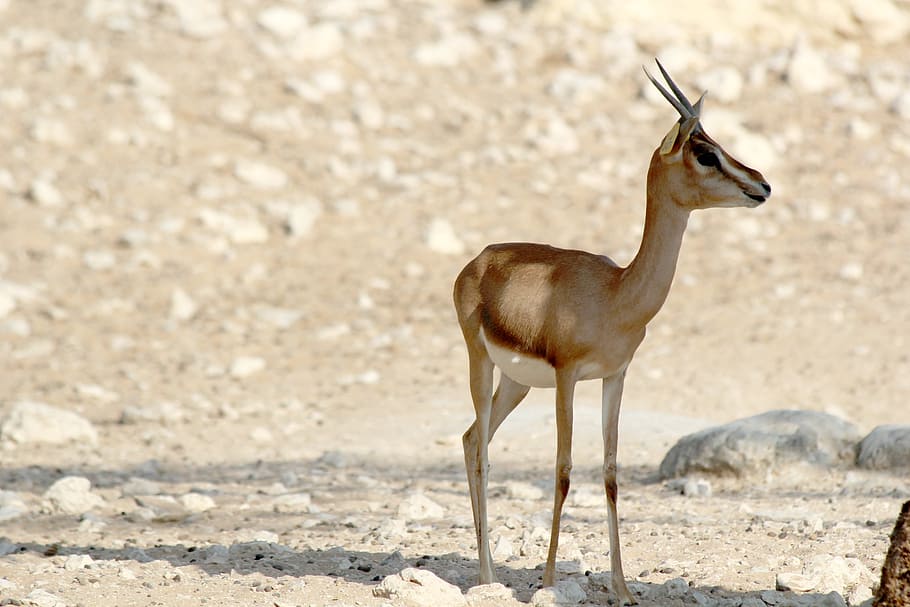 selective focus photography of gazelle, wildlife park, oryx, safari, HD wallpaper