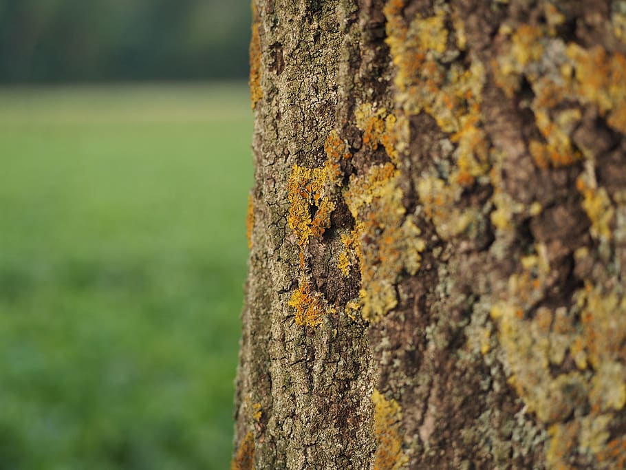 tree, bark, moss, log, nature, structure, green, forest, old HD wallpaper
