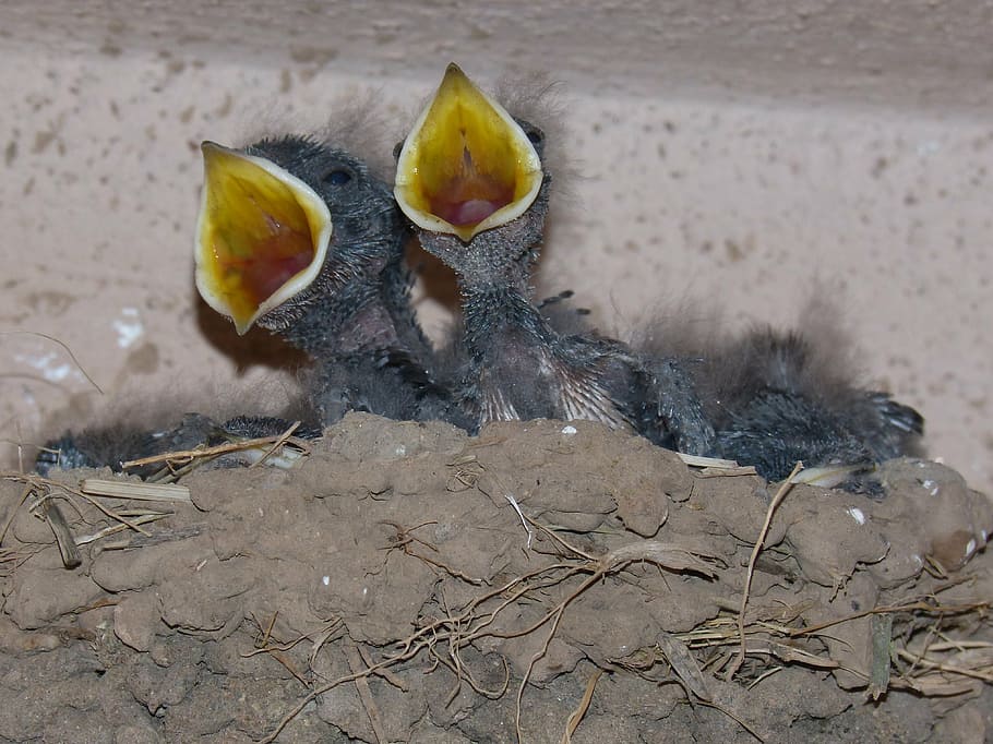 chicks, birds, young, nest, eat, hyip, swallows, no people HD wallpaper