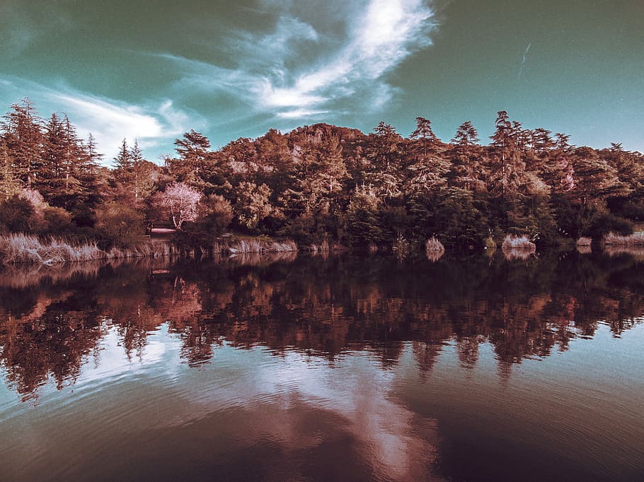 landscape photography of trees, reflective shot of fores and body of water HD wallpaper