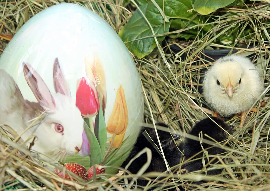 easter, egg, nest, bird, chicks, animal, animal themes, celebration HD wallpaper