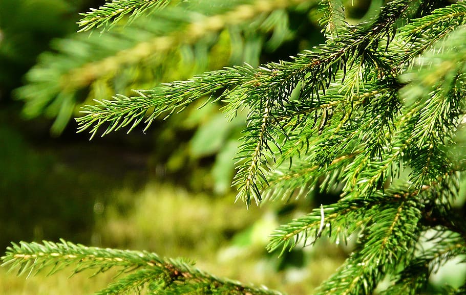 spruce, needle, summer, needles, forest, the sun, relaxation HD wallpaper