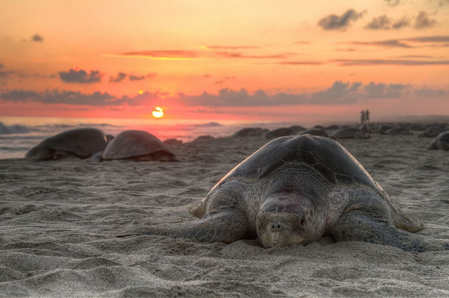 black sea turtle on the beach sand, sunset, sky, clouds, red HD wallpaper