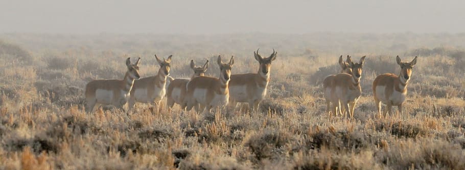 pronghorn, herd, wildlife, nature, wilderness, grass, mammal, HD wallpaper