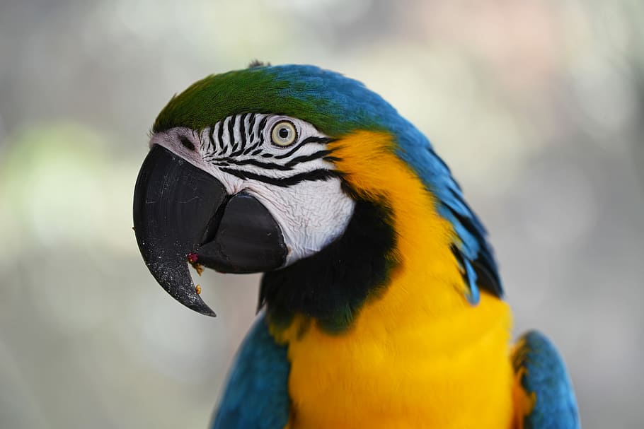 shallow focus photography of blue-and-yellow macaw, tilt shift photo of parrot HD wallpaper