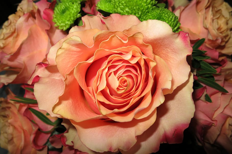 orange rose, open flower, close, flowering plant, beauty in nature HD wallpaper