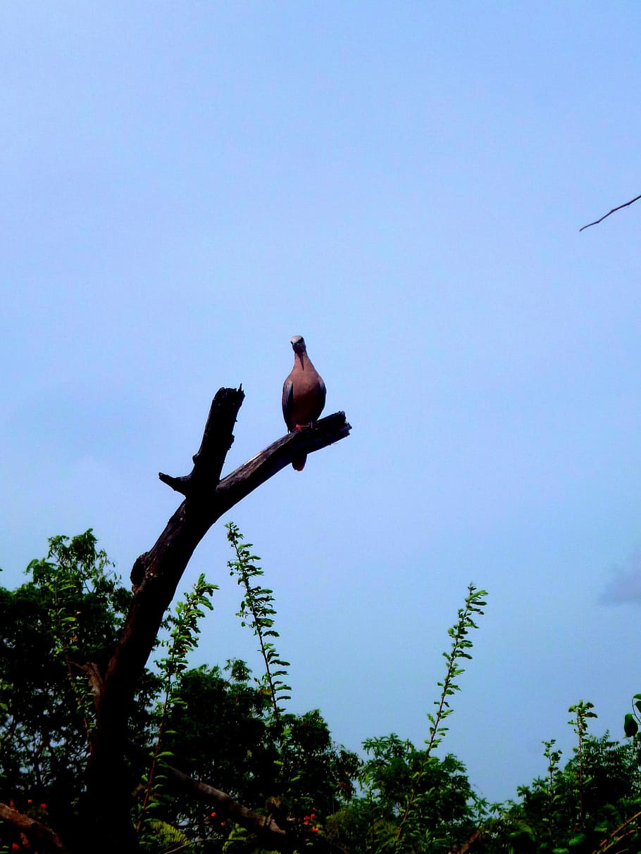 Tree, Feather, Bird Of Prey, birds, clouds, sky, animals in the wild HD wallpaper