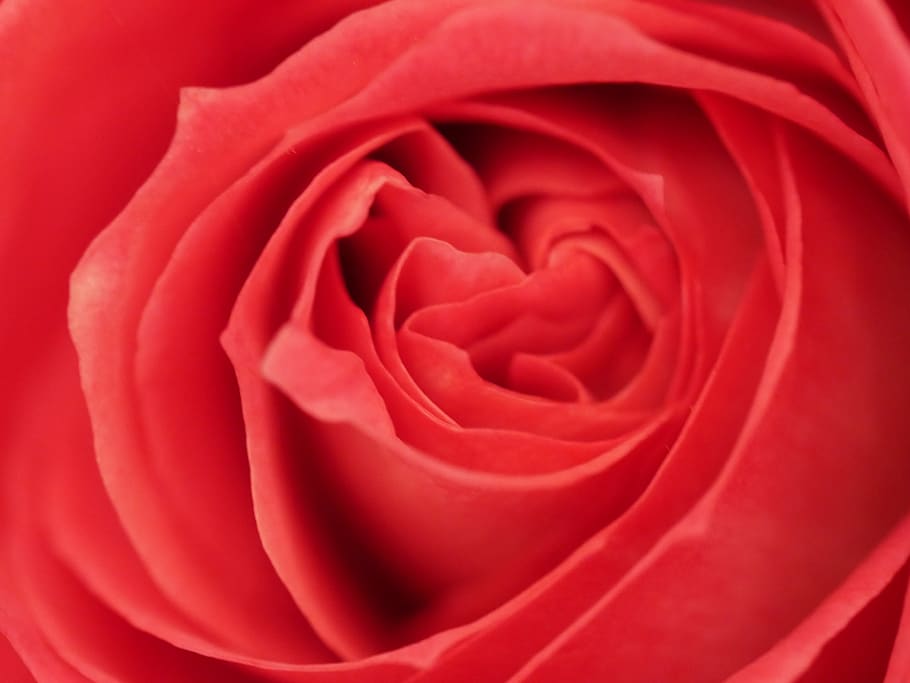 pink, macro, red, petal, flower, rose, rose - flower, flowering plant HD wallpaper