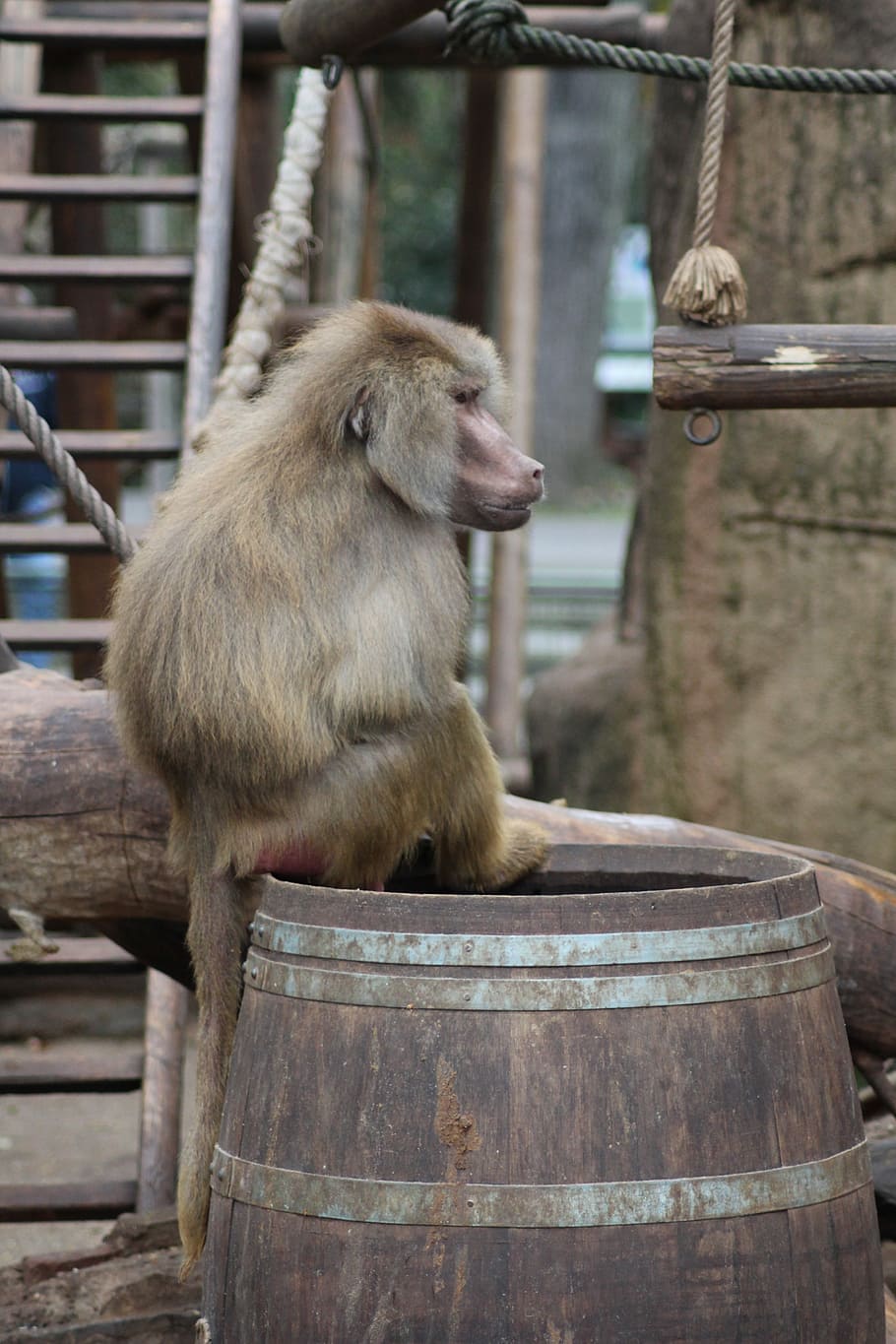 Monkey, Hamadryas, Baboon, Primates, zoo animal, sit, animals HD wallpaper