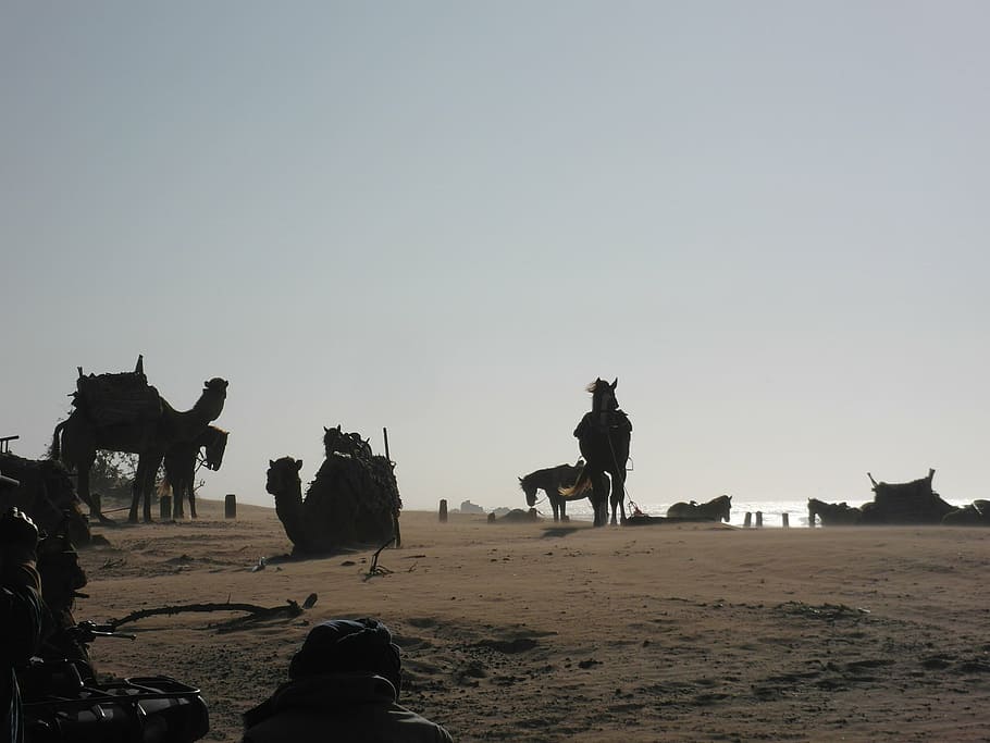 camels, horses, beach, wind, essaouira, mammal, domestic, domestic animals HD wallpaper