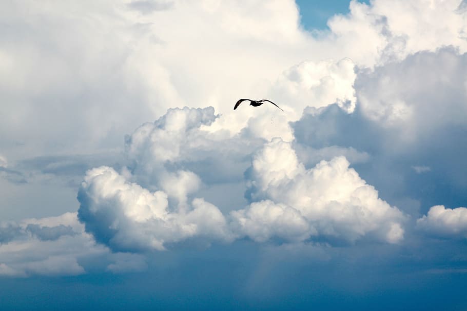 bird flying on sky, flight, clouds, blue sky clouds, cloudy HD wallpaper