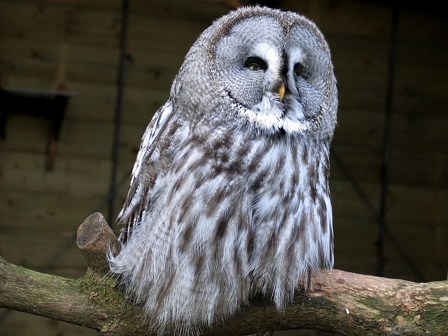 barn owl, animals, bird, after active, animal themes, animal wildlife HD wallpaper