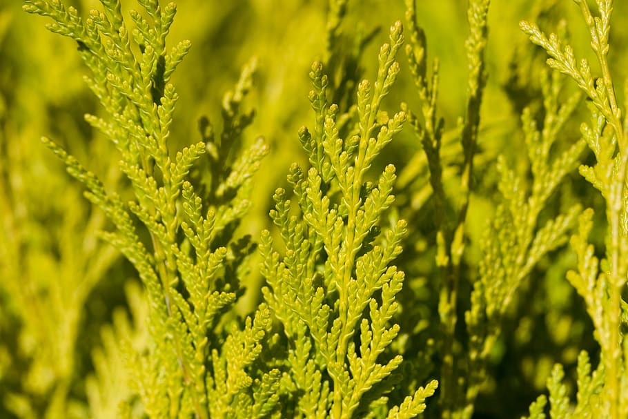 green leafed plants in bokeh photography, cedar, tree, branches HD wallpaper