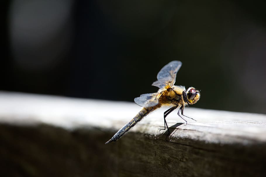 dragonfly, close, plow insect, closeup, invertebrate, animal themes HD wallpaper