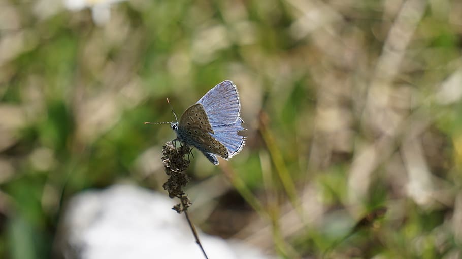 butterfly, blue, insect, wing, close, nature, animal themes HD wallpaper