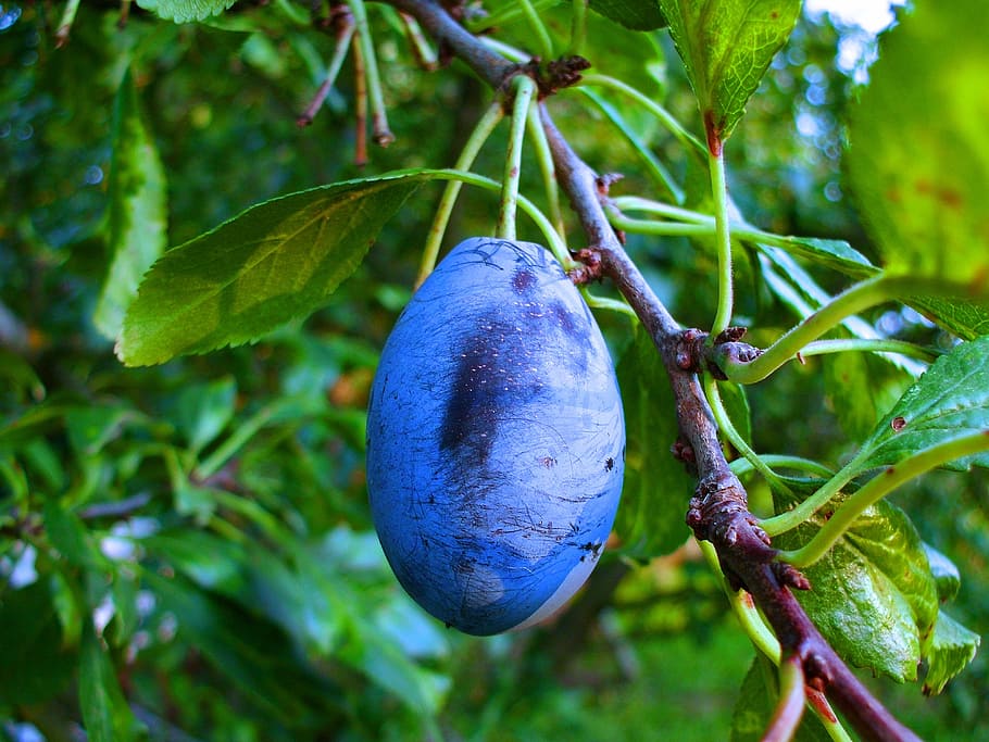 plum, tree, fruit, food and drink, plant, freshness, growth HD wallpaper