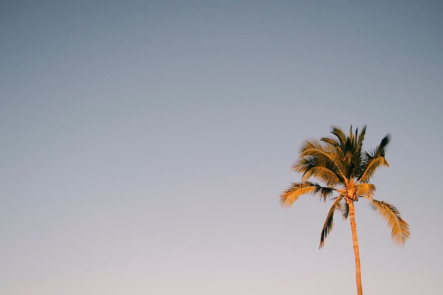 nature, landscape, tree, coconut, palm tree, copy space, sky HD wallpaper