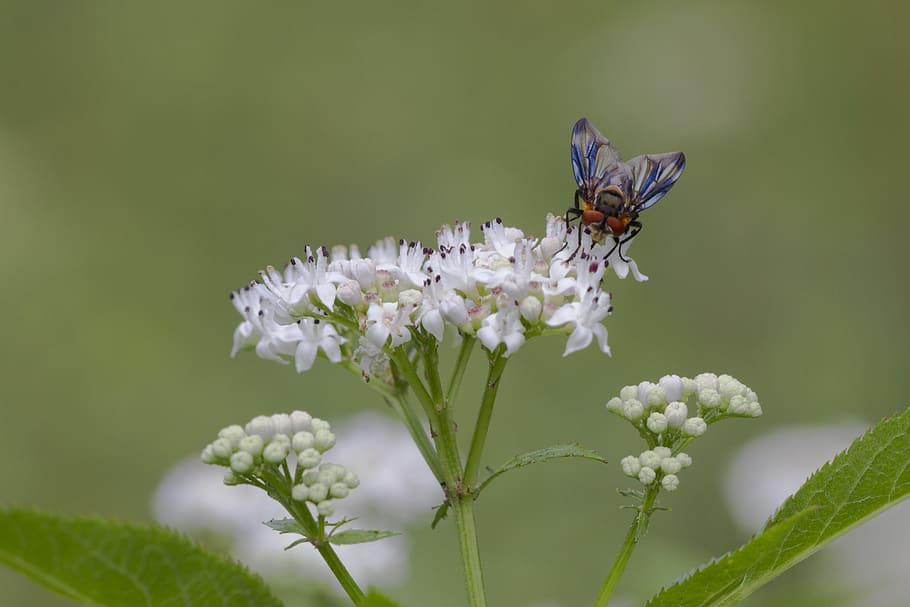 black, white and blue fly on white flower during day time, nature HD wallpaper