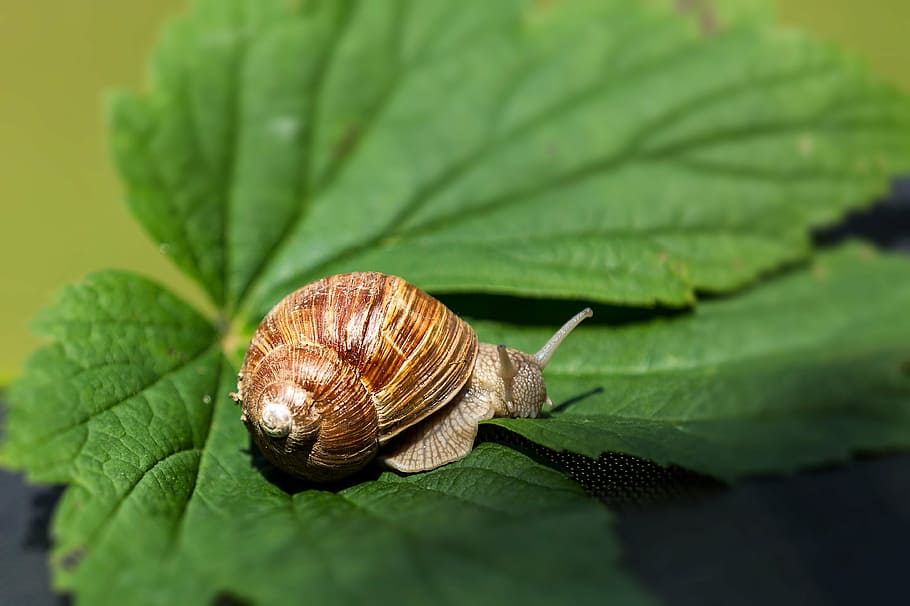 snail, leaf, shell, mollusk, nature, slowly, animals, crawl HD wallpaper