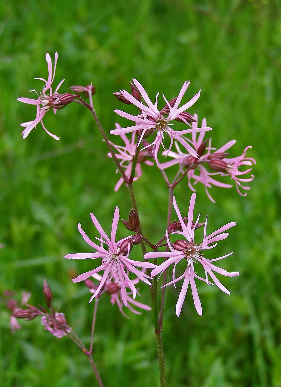 lychnis, spring, flower, pink, flower field, meadow, nature HD wallpaper