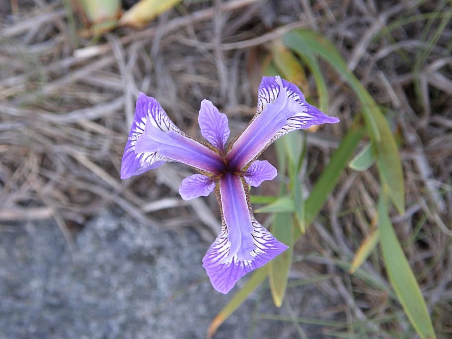 flower, iris, blue, wild, floral, nature, blossom, spring, plant HD wallpaper