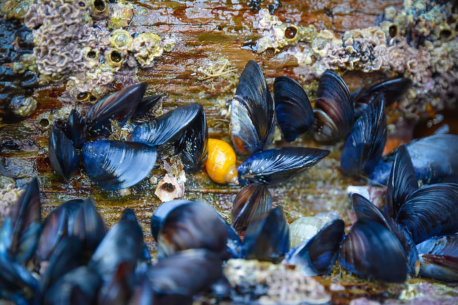 mussels, shell, rock, yellow, seafood, nature, animal, animal themes HD wallpaper