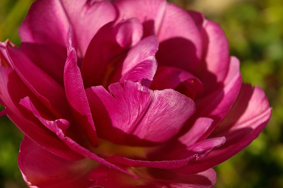 tulips, red, flower, spring, nature, flowers, bloom, spring flower HD wallpaper