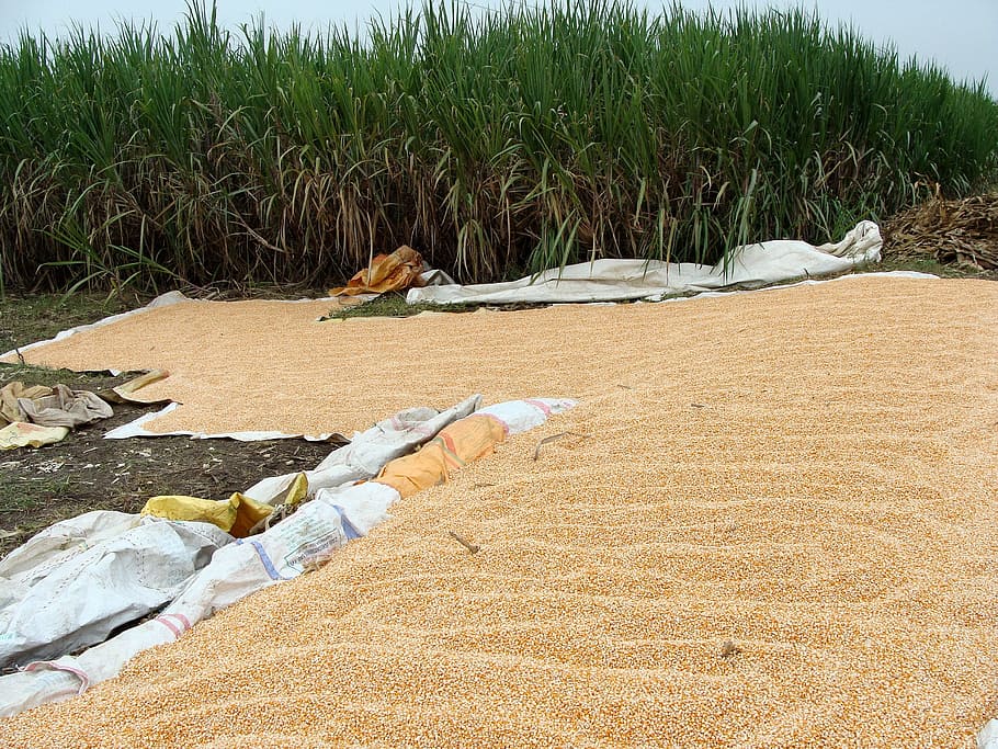 Maize, Corn, Harvested, Grains, drying, sundrying, karnataka HD wallpaper
